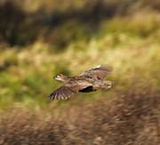 Picture/image of Erckel's Francolin
