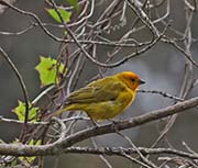 Picture/image of Saffron Finch