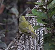 Picture/image of Amakihi