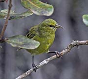 Picture/image of Amakihi