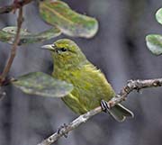 Picture/image of Amakihi