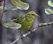 Picture/image of Amakihi