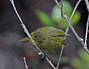 Picture/image of Amakihi