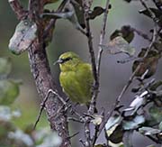 Picture/image of Amakihi