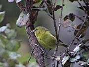 Picture/image of Amakihi