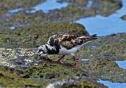 Picture/image of Ruddy Turnstone