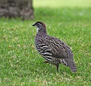 Picture/image of Erckel's Francolin