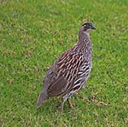 Picture/image of Erckel's Francolin
