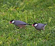 Picture/image of Java Sparrow