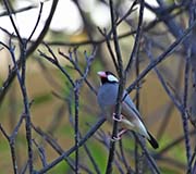 Picture/image of Java Sparrow