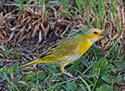 Picture/image of Saffron Finch