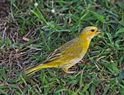 Picture/image of Saffron Finch