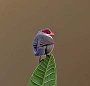 Picture/image of Common Waxbill