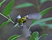 Picture/image of Townsend's Warbler