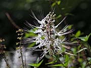 Picture/image of Big Island Hawaii