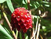 Picture/image of Big Island Hawaii