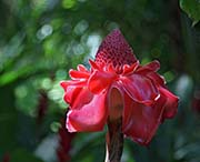 Picture/image of Big Island Hawaii