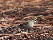 Picture/image of Clay-colored Sparrow