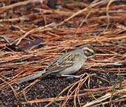 Picture/image of Clay-colored Sparrow