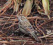 Clay-colored Sparrow