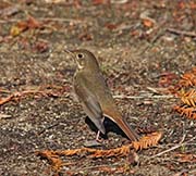 Picture/image of Hermit Thrush