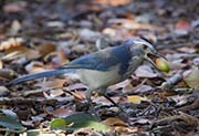 Picture/image of Western Scrub Jay