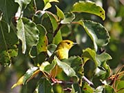 Picture/image of Yellow Warbler