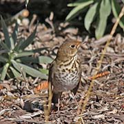 Picture/image of Hermit Thrush