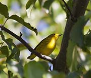 Picture/image of Yellow Warbler
