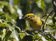 Picture/image of Townsend's Warbler