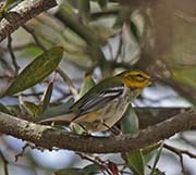 Picture/image of Black-throated Green Warbler