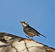 Picture/image of Black-throated Gray Warbler