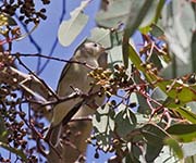 Picture/image of Warbling Vireo
