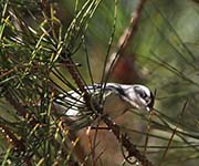 Picture/image of Black-throated Gray Warbler