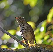 Picture/image of Hermit Thrush