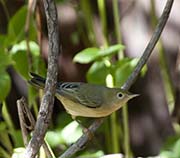 Picture/image of Yellow Warbler