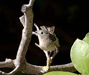 Picture/image of Yellow Warbler