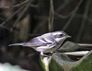 Picture/image of Black-throated Gray Warbler