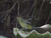 Picture/image of Orange-crowned Warbler