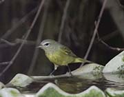 Picture/image of Orange-crowned Warbler
