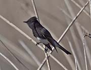 Picture/image of Black Phoebe