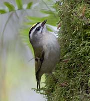 Picture/image of Golden-crowned Kinglet