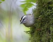 Picture/image of Golden-crowned Kinglet