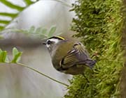 Picture/image of Golden-crowned Kinglet