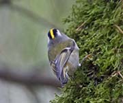 Picture/image of Golden-crowned Kinglet