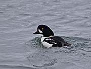 Picture/image of Barrow's Goldeneye