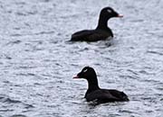 Picture/image of White-winged Scoter