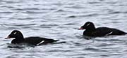 Picture/image of White-winged Scoter