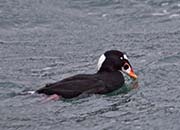 Picture/image of Surf Scoter