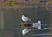 Picture/image of Bonaparte's Gull